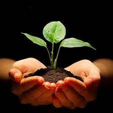 Community tree planting initiative
